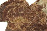 Ordovician Trilobite (Dikelokephalina) - Ouled Slimane, Morocco #233897-4